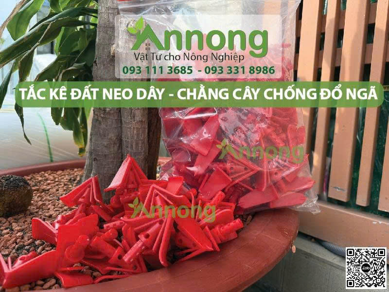 Mua Tắc Kê Đất Giá Rẻ 12 Mua Tắc Kê Đất Giá Rẻ