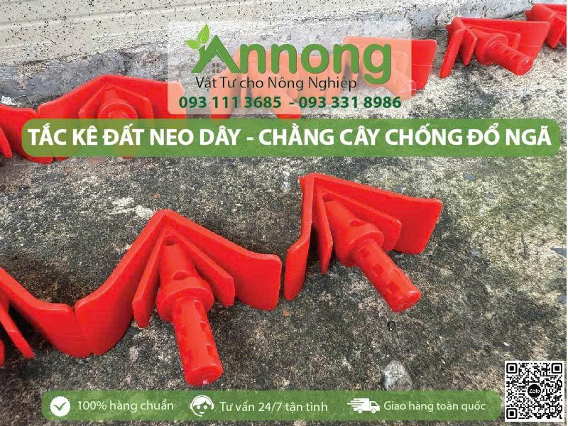 Mua Tắc Kê Đất Giá Rẻ 13 tac ke dat gia re1