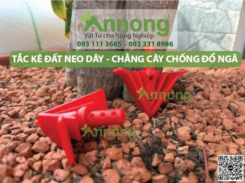 Mua Tắc Kê Đất Giá Rẻ 23 tac ke dat gia re2