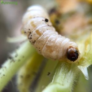 diet-sau-duc-than-cay-xoai-3123