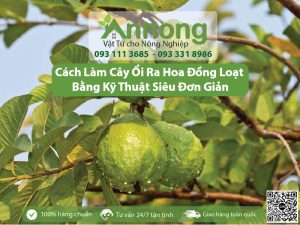 cach-lam-cay-oi-ra-hoa-3