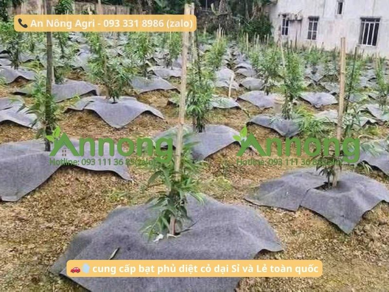 cay-macca-an-nong-agri (2)