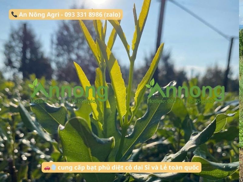 cay-macca-an-nong-agri (3)