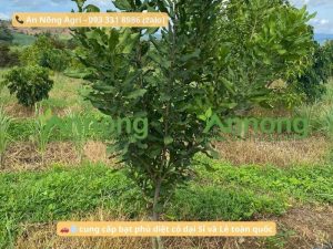 cay-macca-an-nong-agri (4)