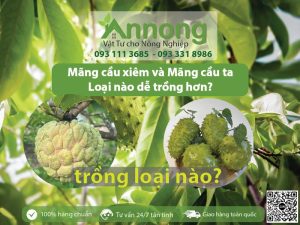 mang cau xiem va mang cau ta 01