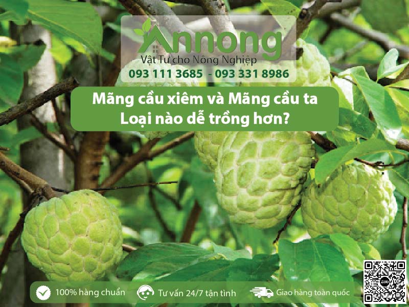 mang cau xiem va mang cau ta 2 01