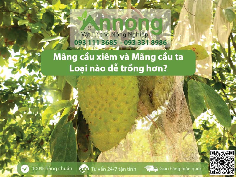 mang cau xiem va mang cau ta 3 01