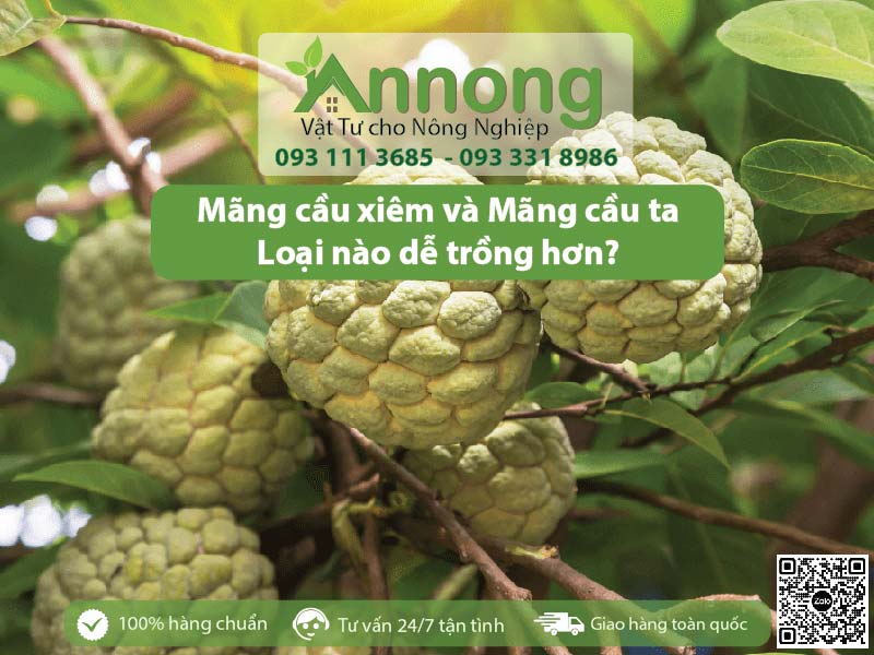 mang cau xiem va mang cau ta 4 01