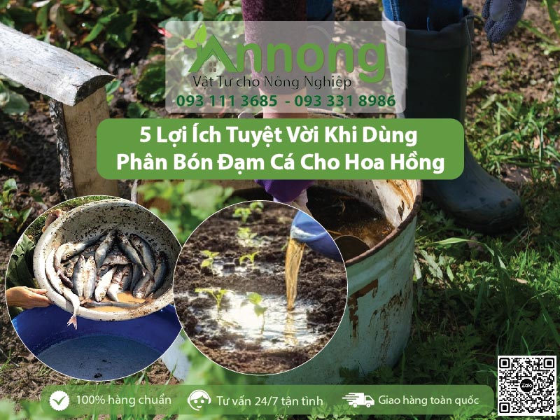 Phân Bón Đạm Cá Cho Hoa Hồng