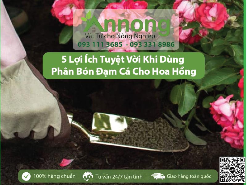 phân bón đạm cá cho hoa hồng bổ sung dinh dưỡng