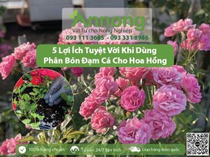 Bón đủ đạm cá cho hoa hồng giúp hoa nở điều và có màu sắc đẹp hơn