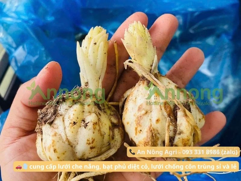 Cách Trồng Củ Hoa Ly - Kỹ Thuật Trồng Và Chăm Sóc Hoa Ly Nở Đẹp 8 cach-trong-cu-hoa-ly-an-nong-agri (1)
