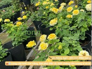 cach trong hoa hong trong chau an nong agri 4