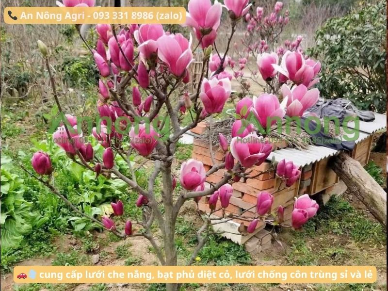 cach-uom-hat-giong-hoa-moc-lan-an-nong-agri (1)