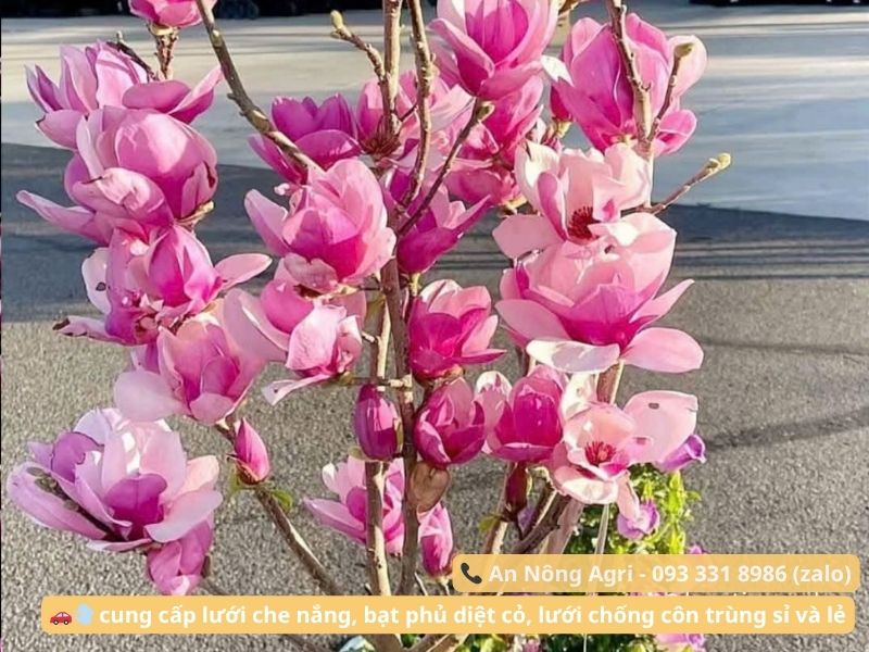 Cách ươm hạt giống hoa mộc lan đơn giản và hiệu quả cho người mới 3 cach-uom-hat-giong-hoa-moc-lan-an-nong-agri