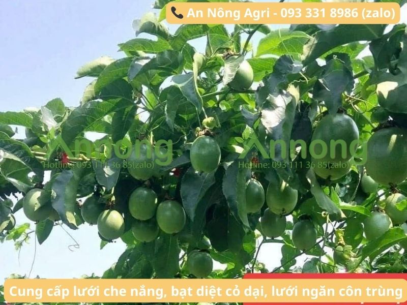 cay-an-qua-leo-gian-lau-nam-an-nong-agri (2)