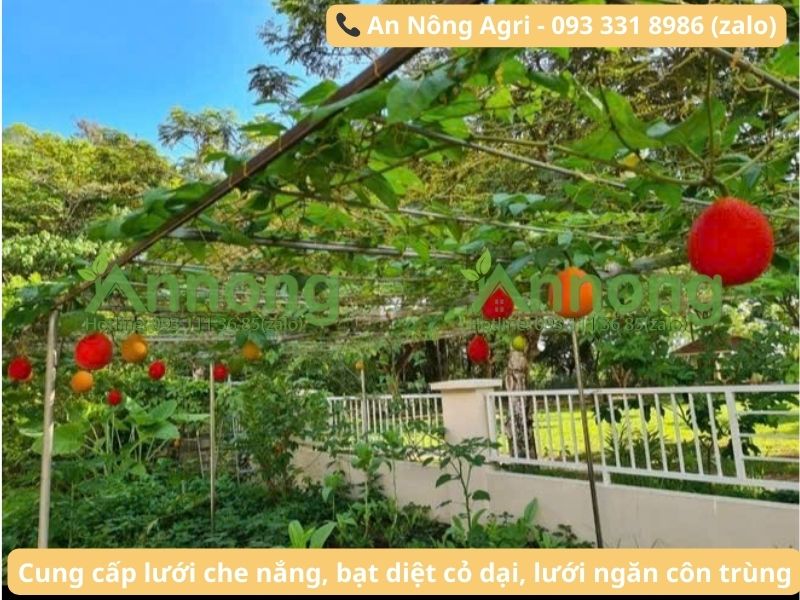 cay-an-qua-leo-gian-lau-nam-an-nong-agri (4)