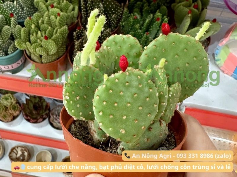 trong-xuong-rong-tu-nhanh-an-nong-agri (1)