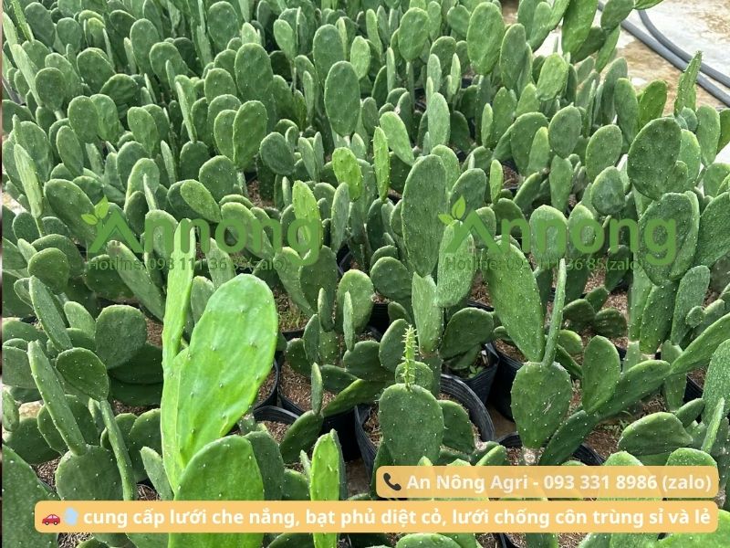 trong-xuong-rong-tu-nhanh-an-nong-agri (2)