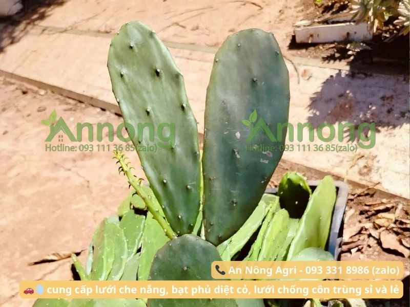 trong-xuong-rong-tu-nhanh-an-nong-agri