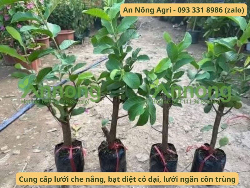 Cách chiết cành ổi giúp rễ ra nhanh 6 cach-chiet-canh-oi-an-nong-agri (1)