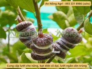 cach-chiet-canh-oi-an-nong-agri (2)