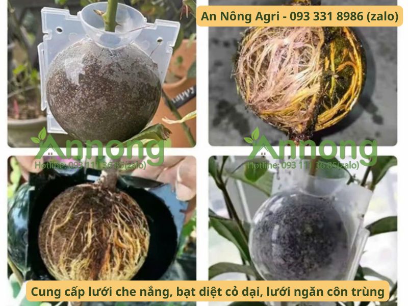 Cách chiết cành ổi giúp rễ ra nhanh 5 cach-chiet-canh-oi-an-nong-agri
