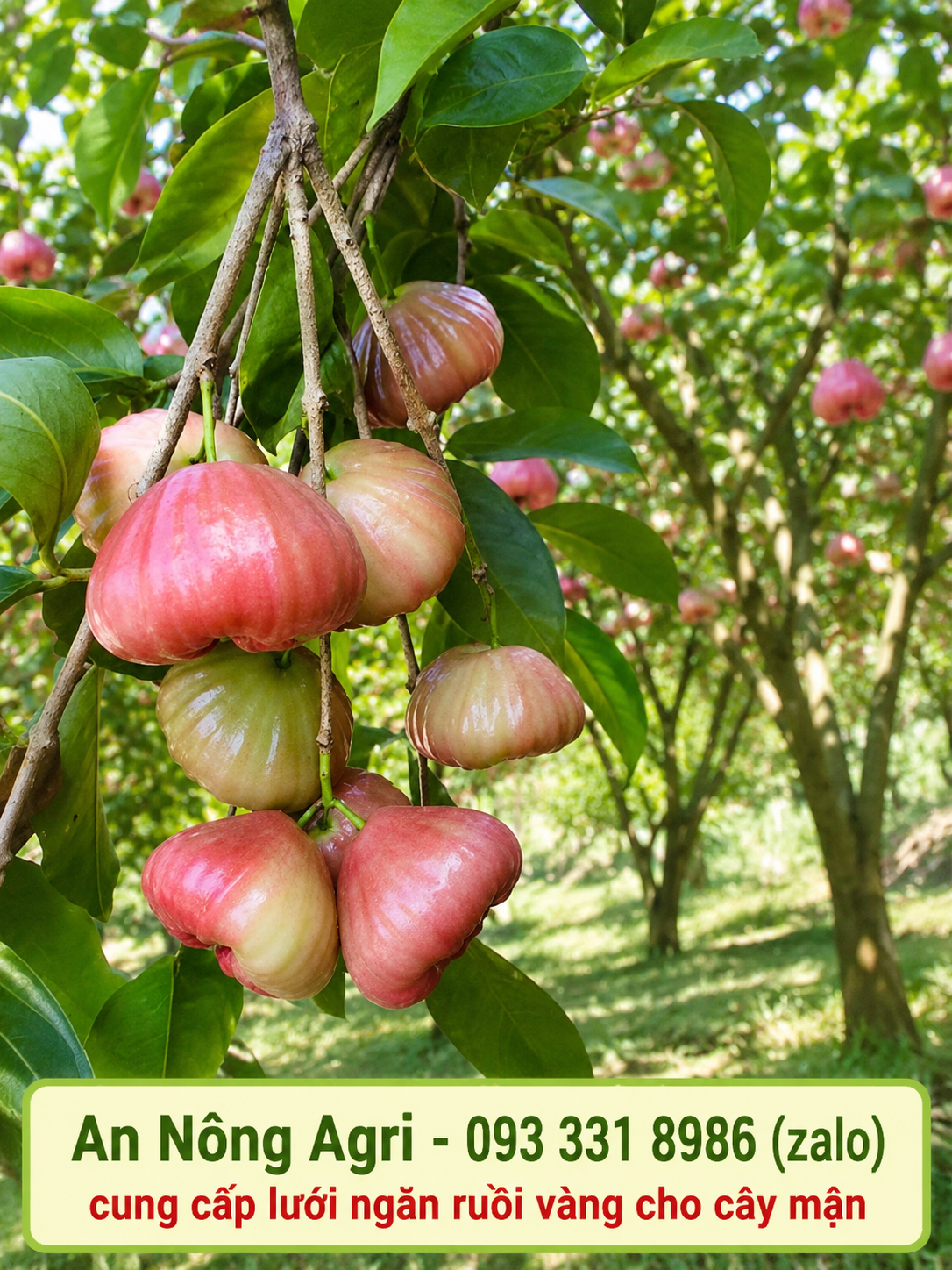 4-giống-mận-đào-phổ-biến-tại-việt-nam-và-cách-trồng-an-nông-agri (1)