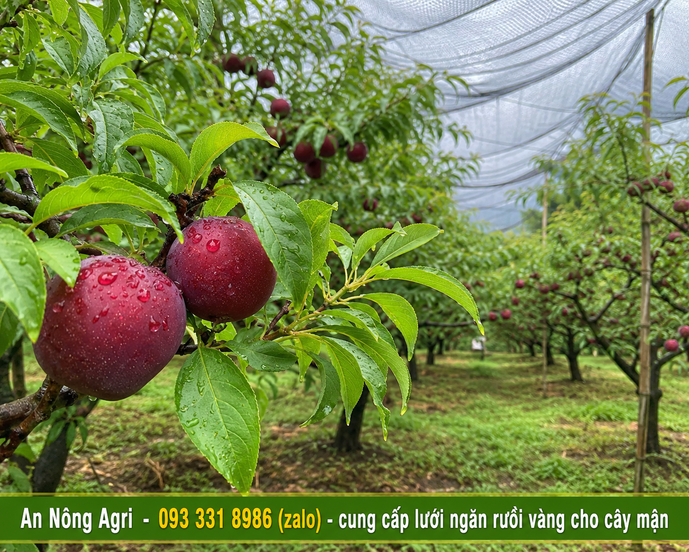 4-giống-mận-đào-phổ-biến-tại-việt-nam-và-cách-trồng-an-nông-agri