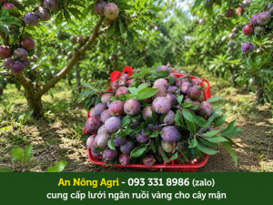 4-giống-mận-đào-phổ-biến-tại-việt-nam-và-cách-trồng-an-nông-agri