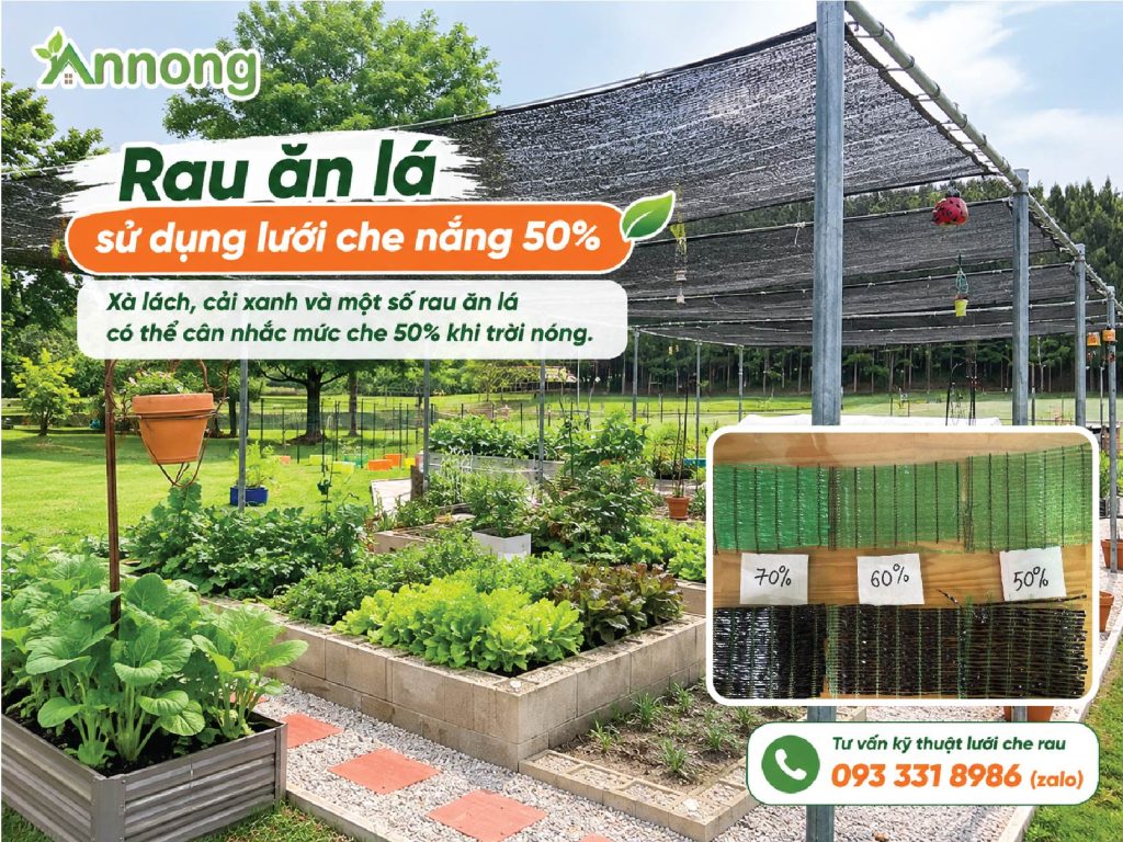Rau ăn lá trồng dưới lưới che nắng 50%