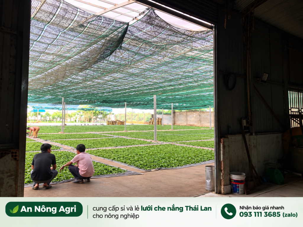 Ứng dụng lưới che nắng Thái Lan trong nông nghiệp